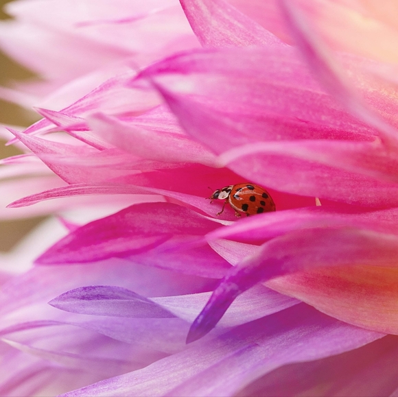 Meet Your Posher - Kristen - Picture 1 of 1